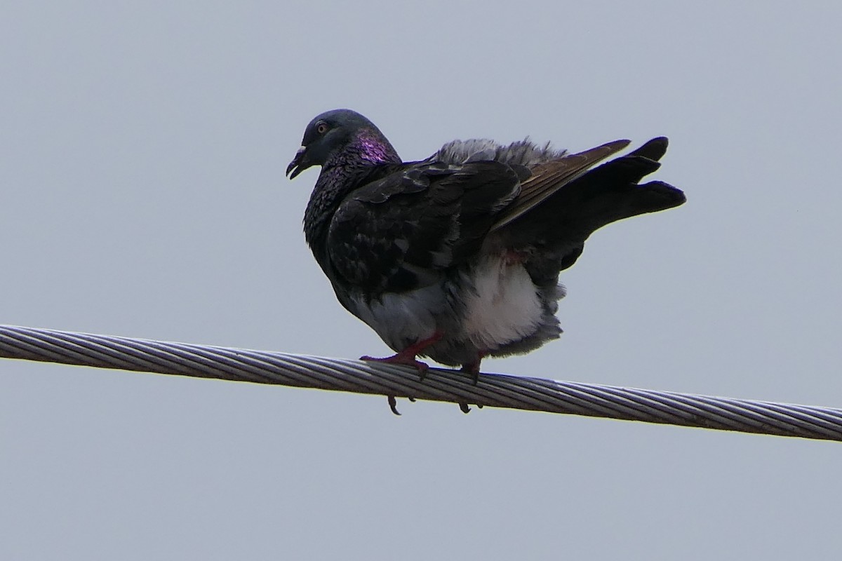 Rock Pigeon (Feral Pigeon) - ML117953831