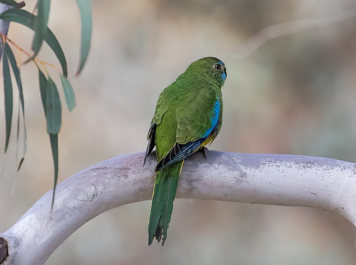Turquoise Parrot - Julie Clark