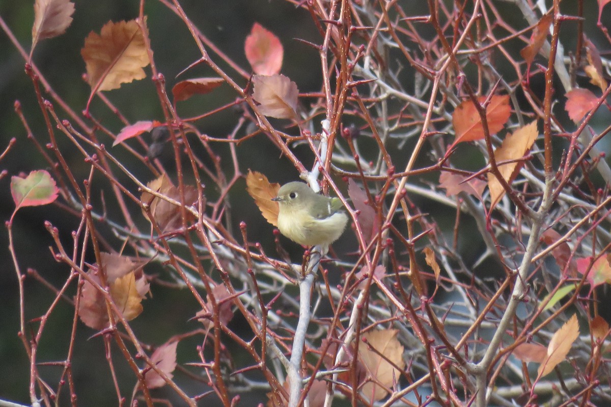 Ruby-crowned Kinglet - Curtis Mahon