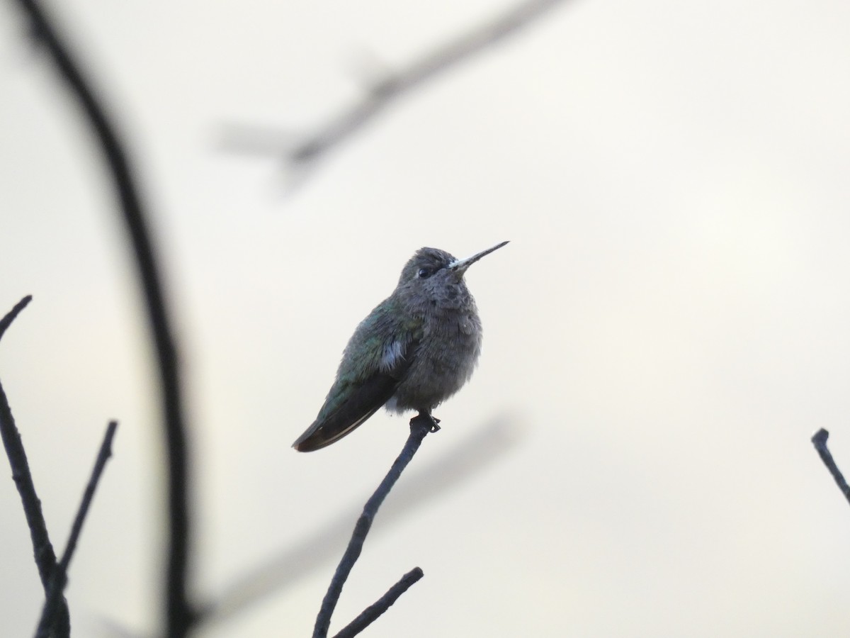 Anna's Hummingbird - John Callender