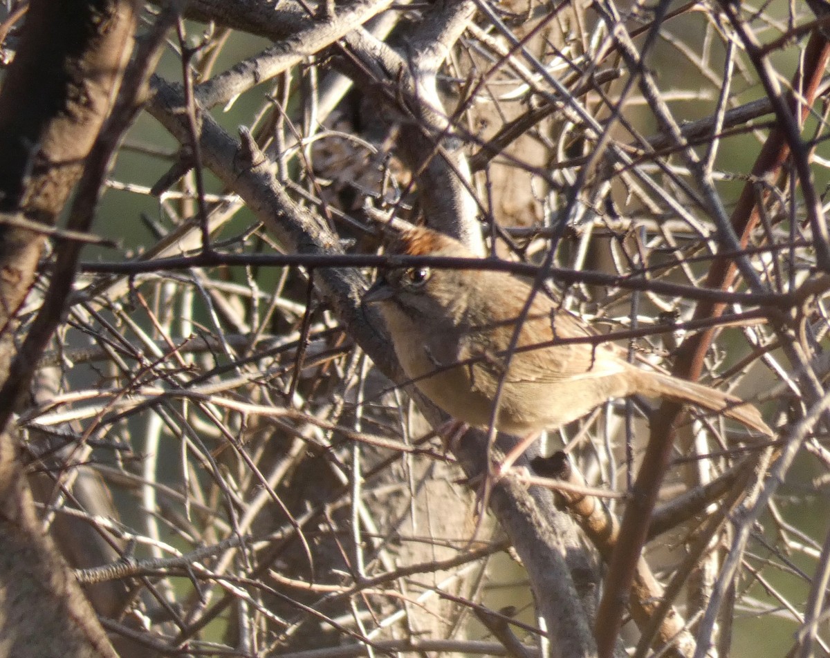 Rufous-crowned Sparrow - John Callender