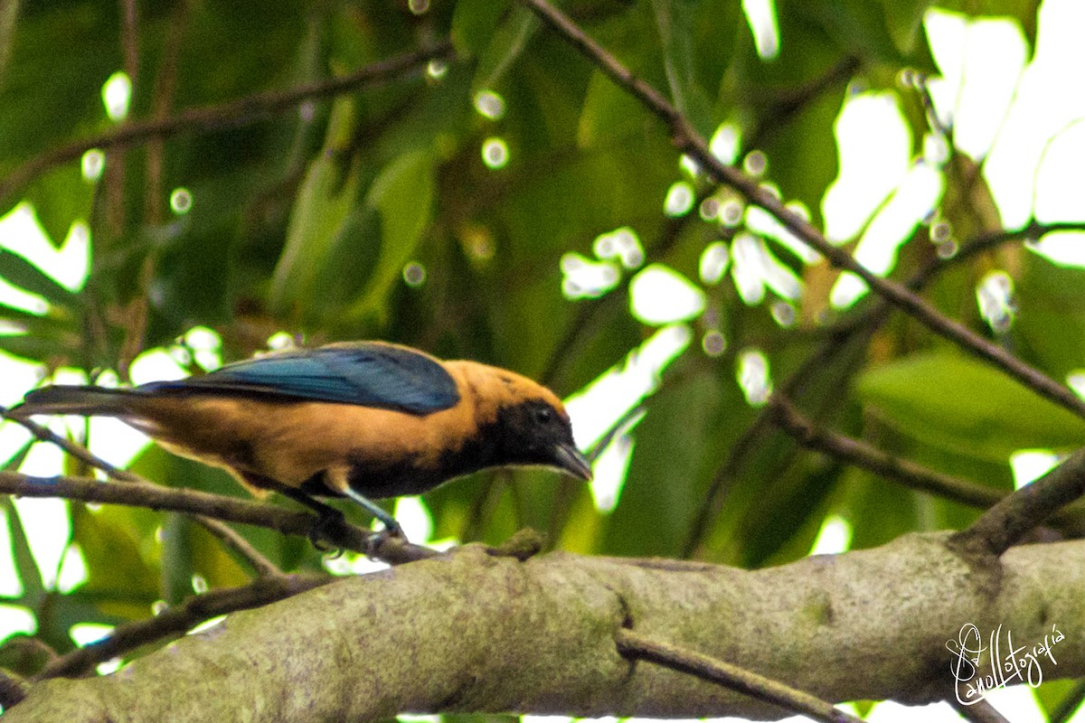 Burnished-buff Tanager - ML117966821