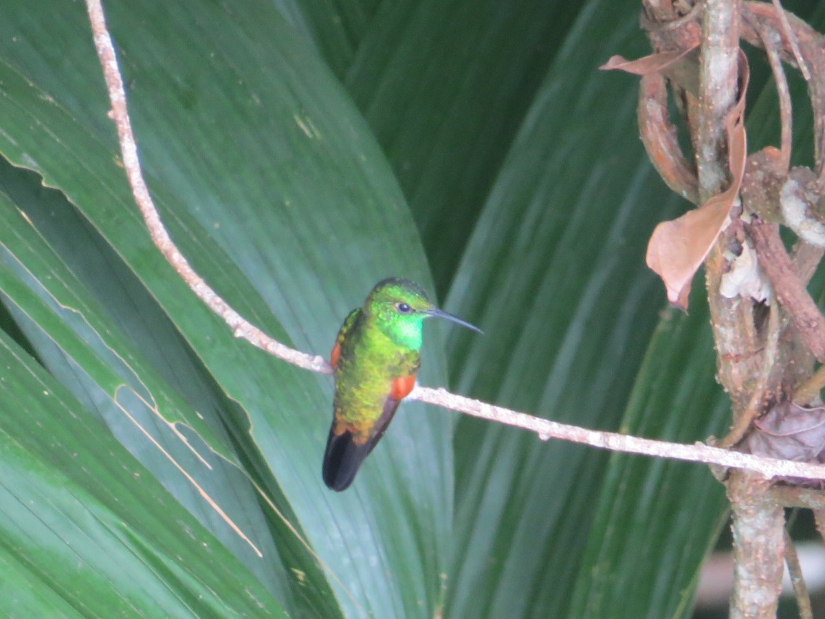 Stripe-tailed Hummingbird - ML117968751