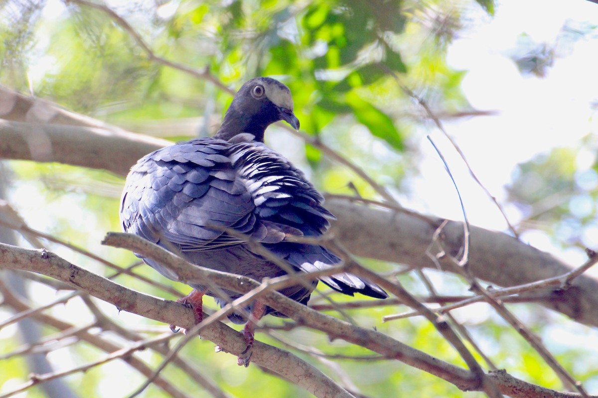 White-crowned Pigeon - ML117969031