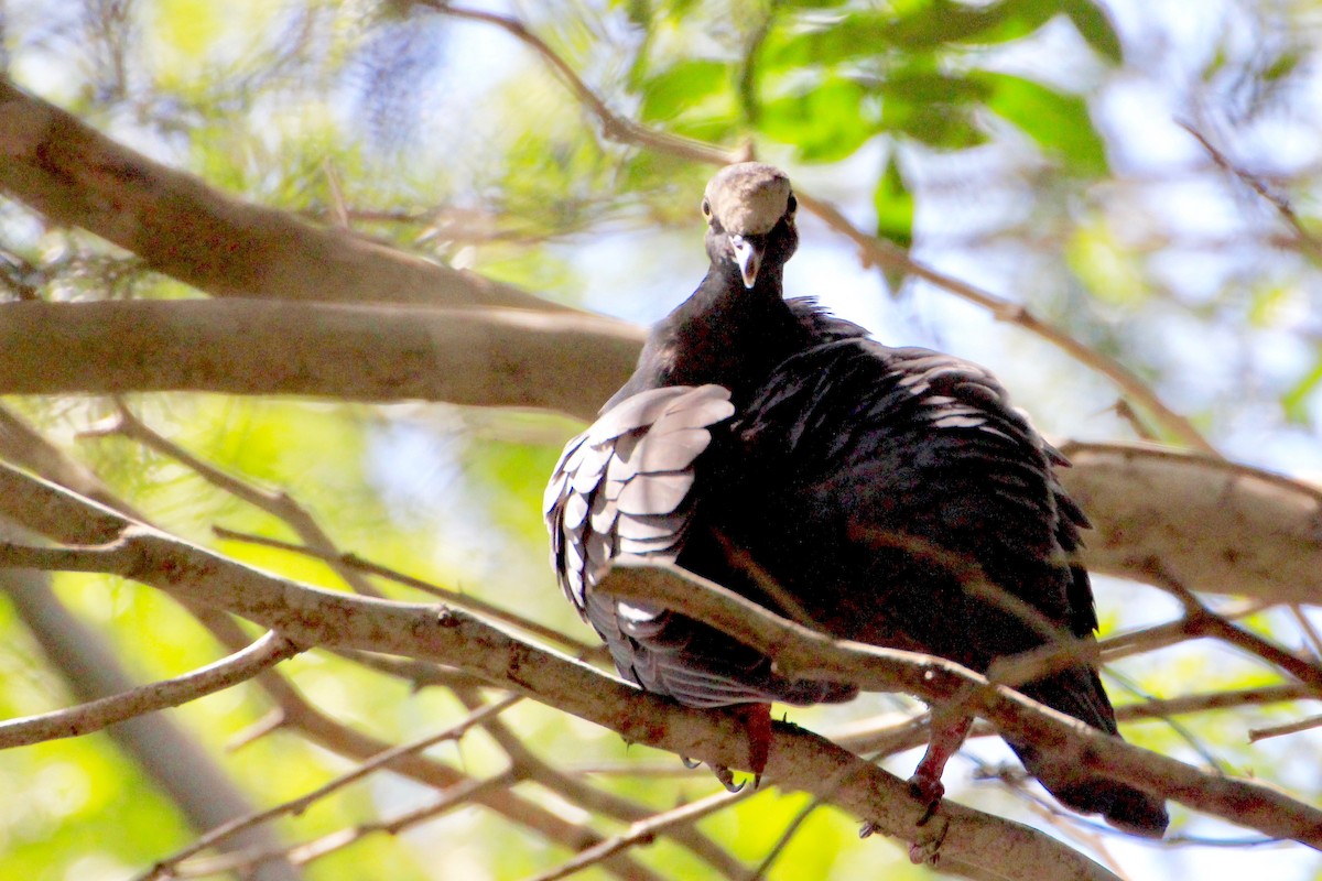 White-crowned Pigeon - ML117969041