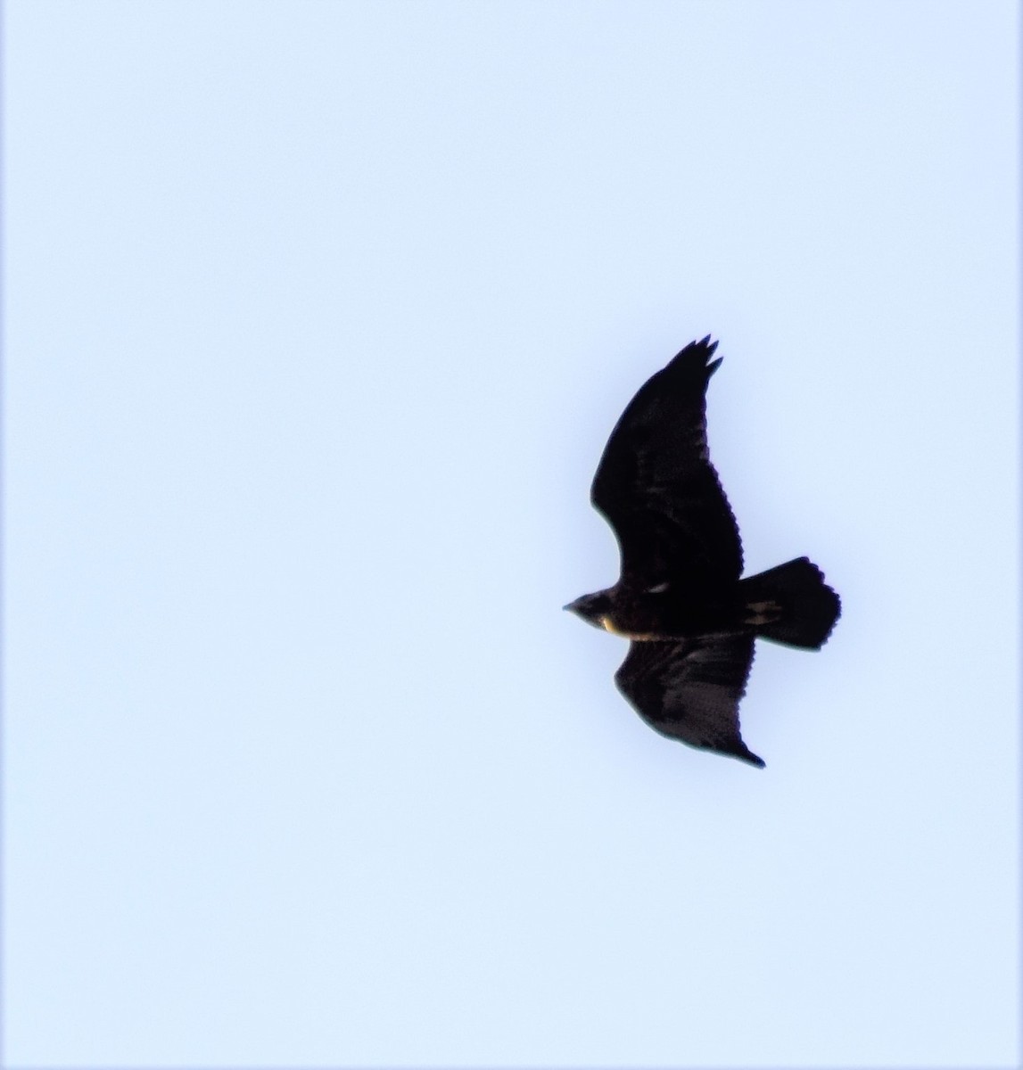 Black-chested Buzzard-Eagle - ML117970441