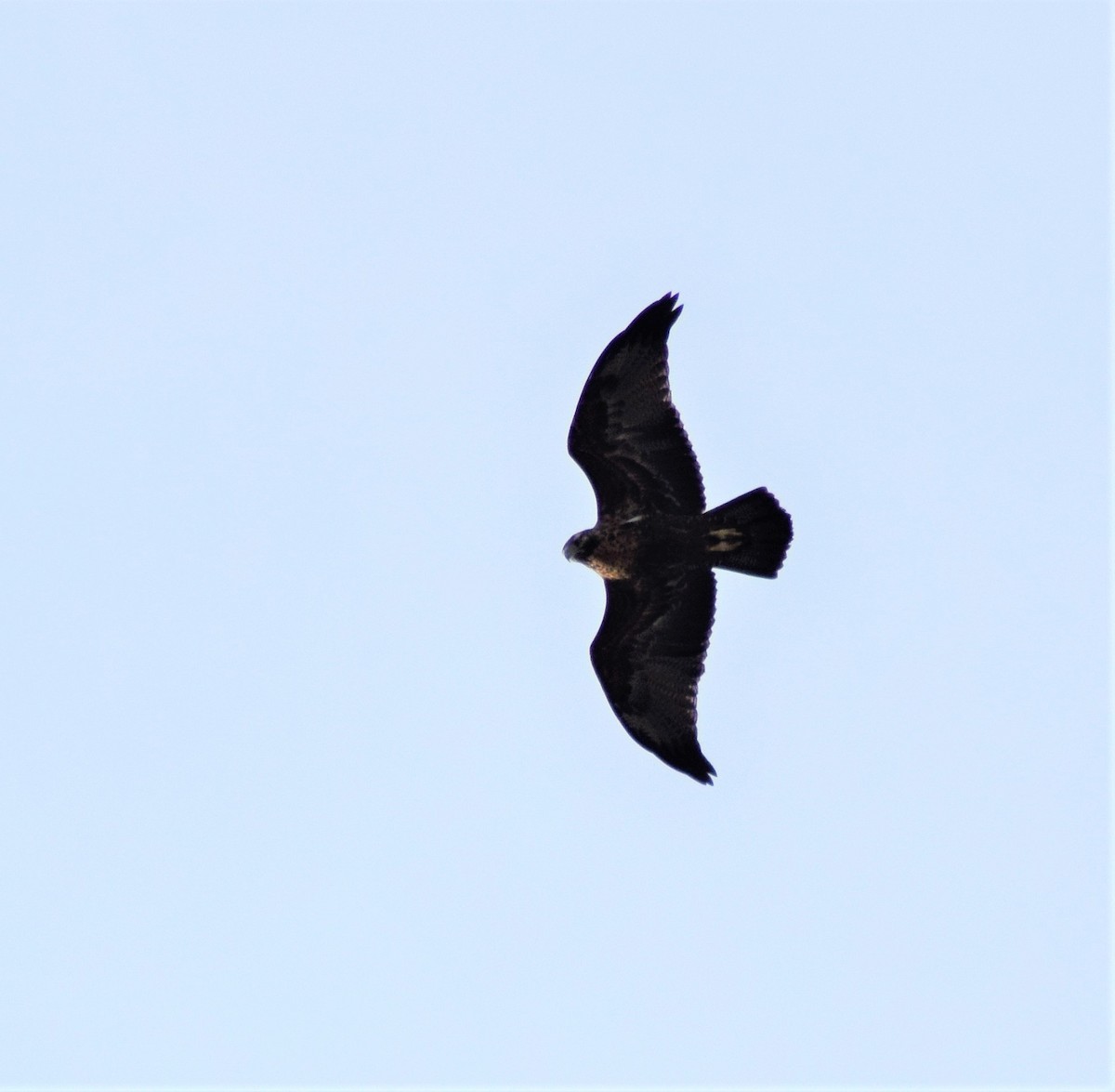 Black-chested Buzzard-Eagle - ML117970451