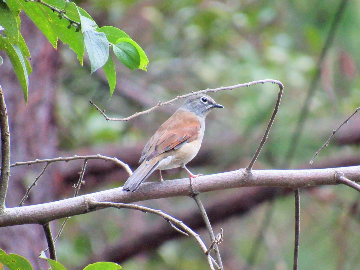 Brown-backed Solitaire - ML117972091