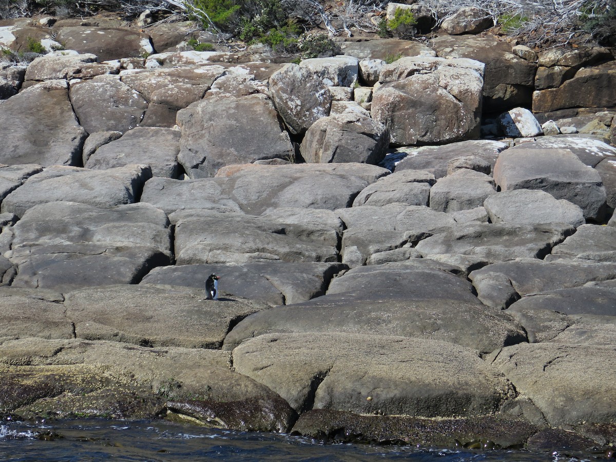 Fiordland Penguin - ML117972501