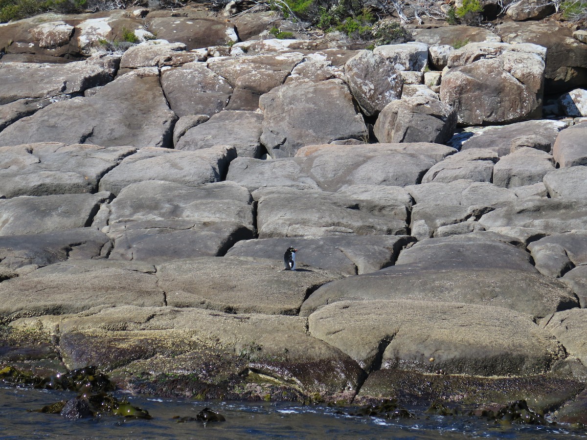 Fiordland Penguin - ML117972581