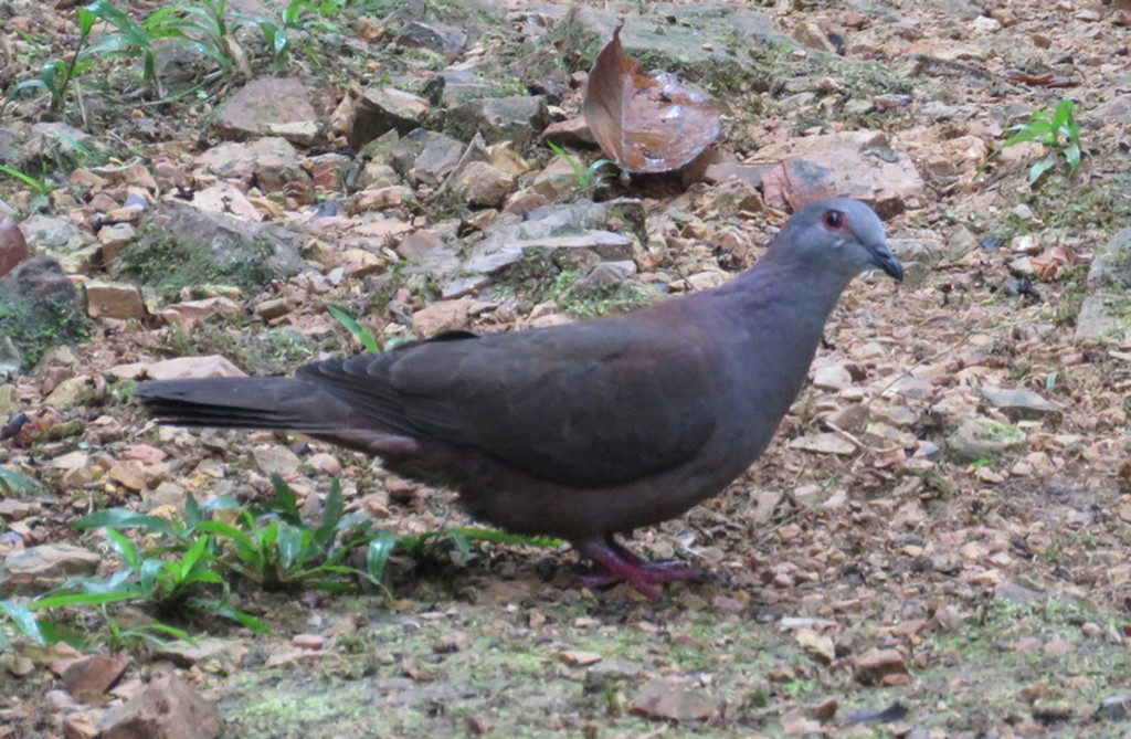 Pigeon de Goodson - ML117975921