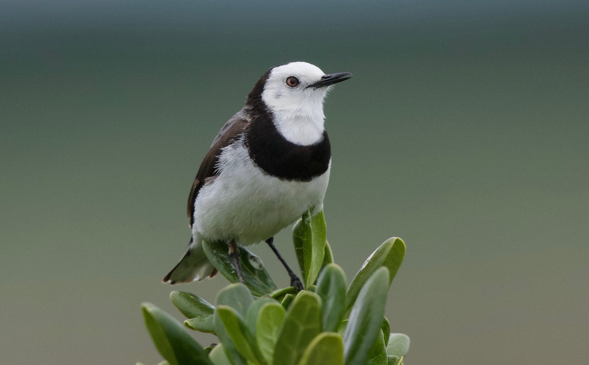 White-fronted Chat - David  Tytherleigh