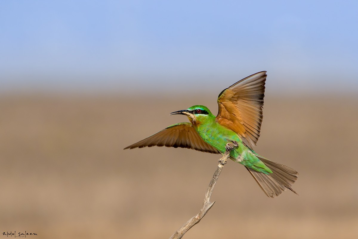 Blue-cheeked Bee-eater - Abdul Saleem