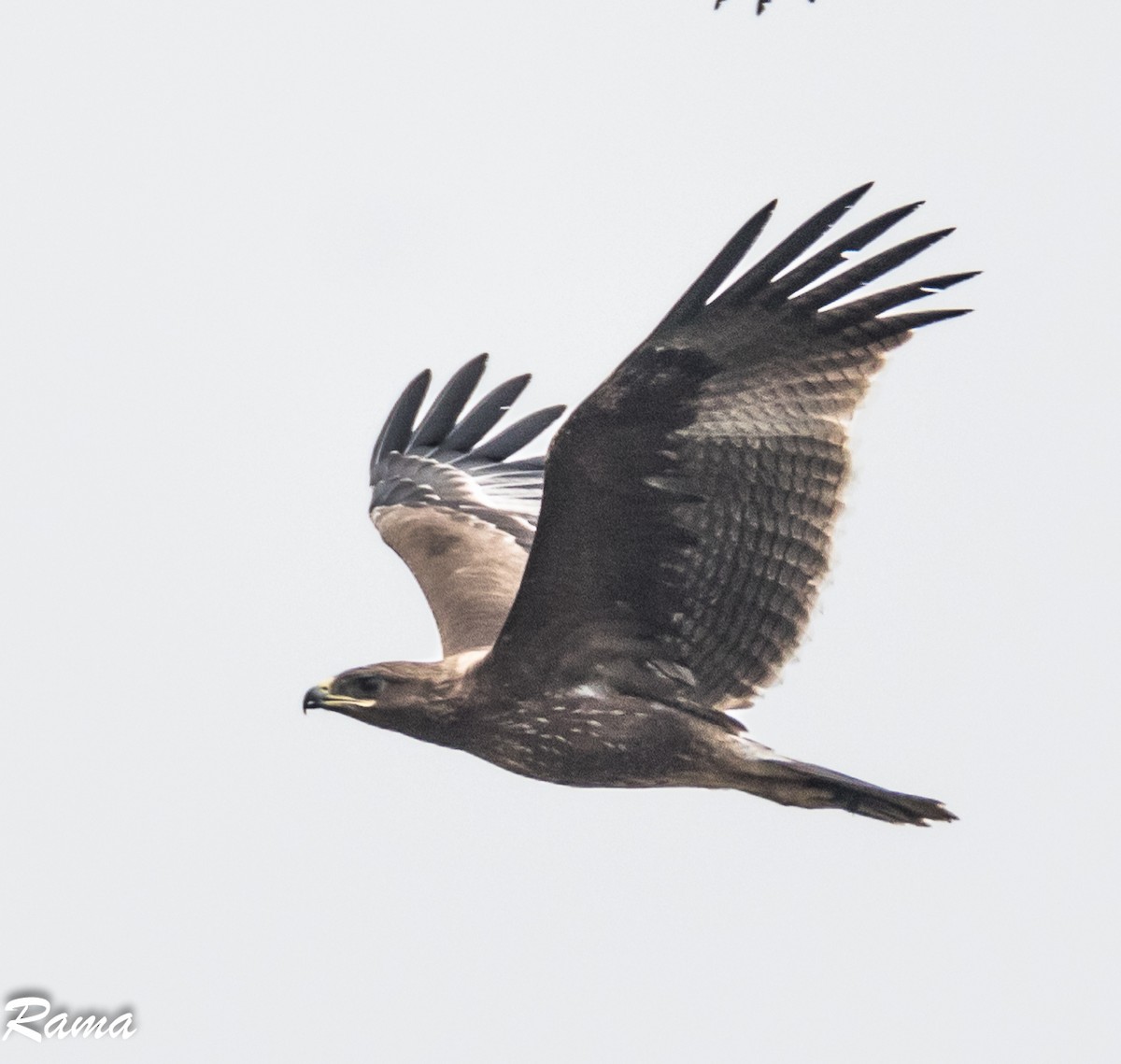 Indian Spotted Eagle - Rama Neelamegam