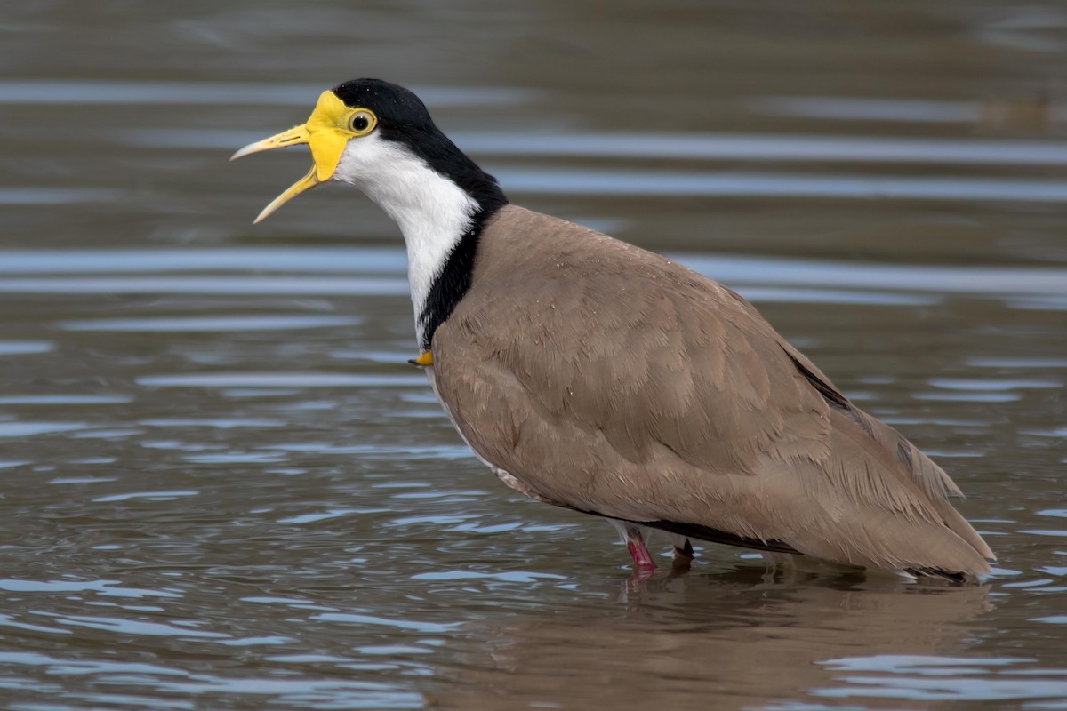 Masked Lapwing - Andrew Allen
