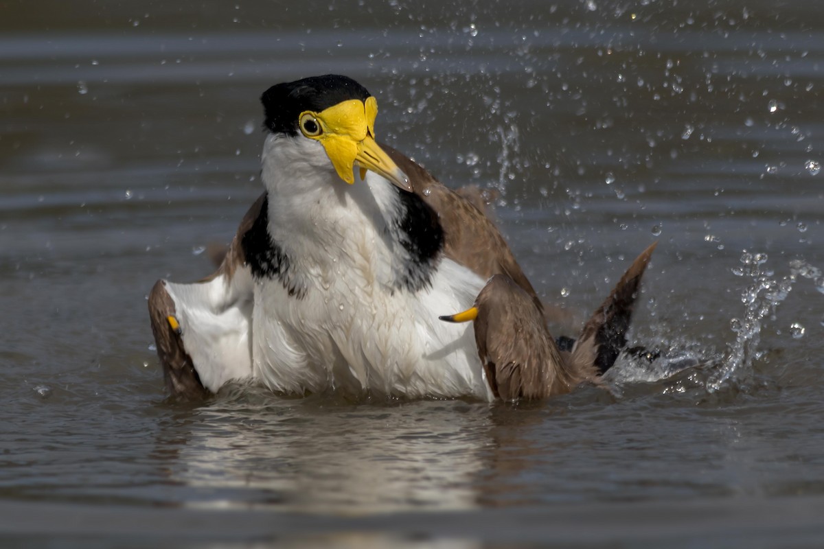 Masked Lapwing - Andrew Allen