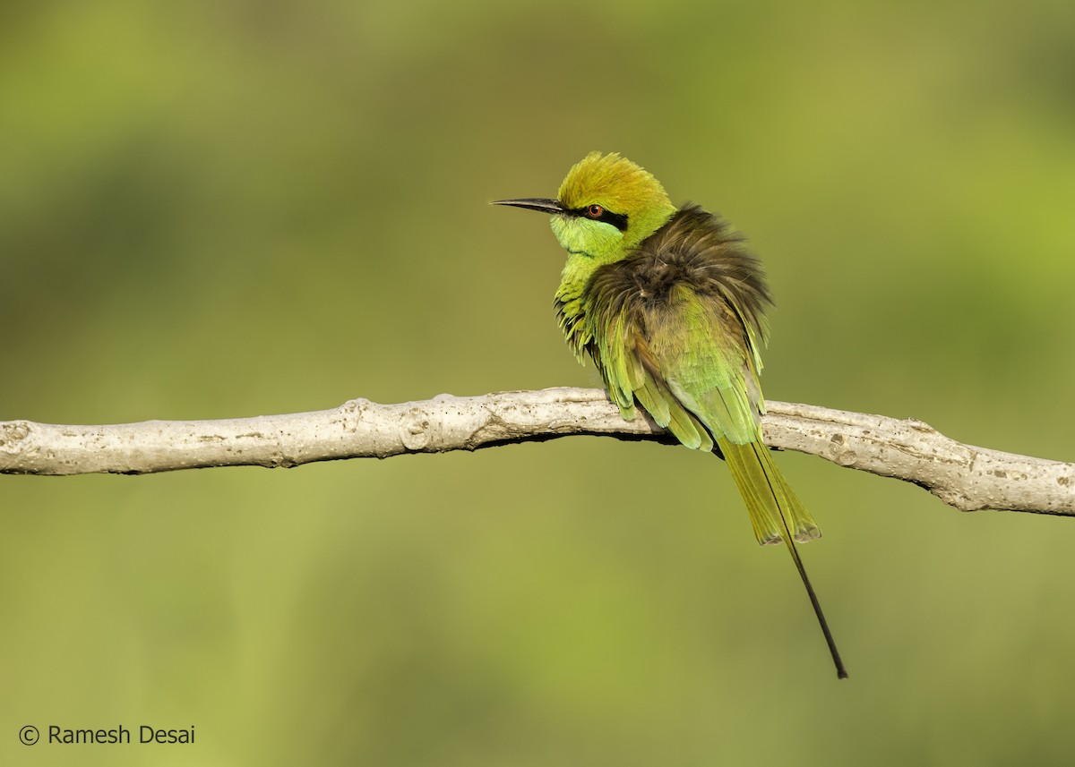 Asian Green Bee-eater - ML117979541