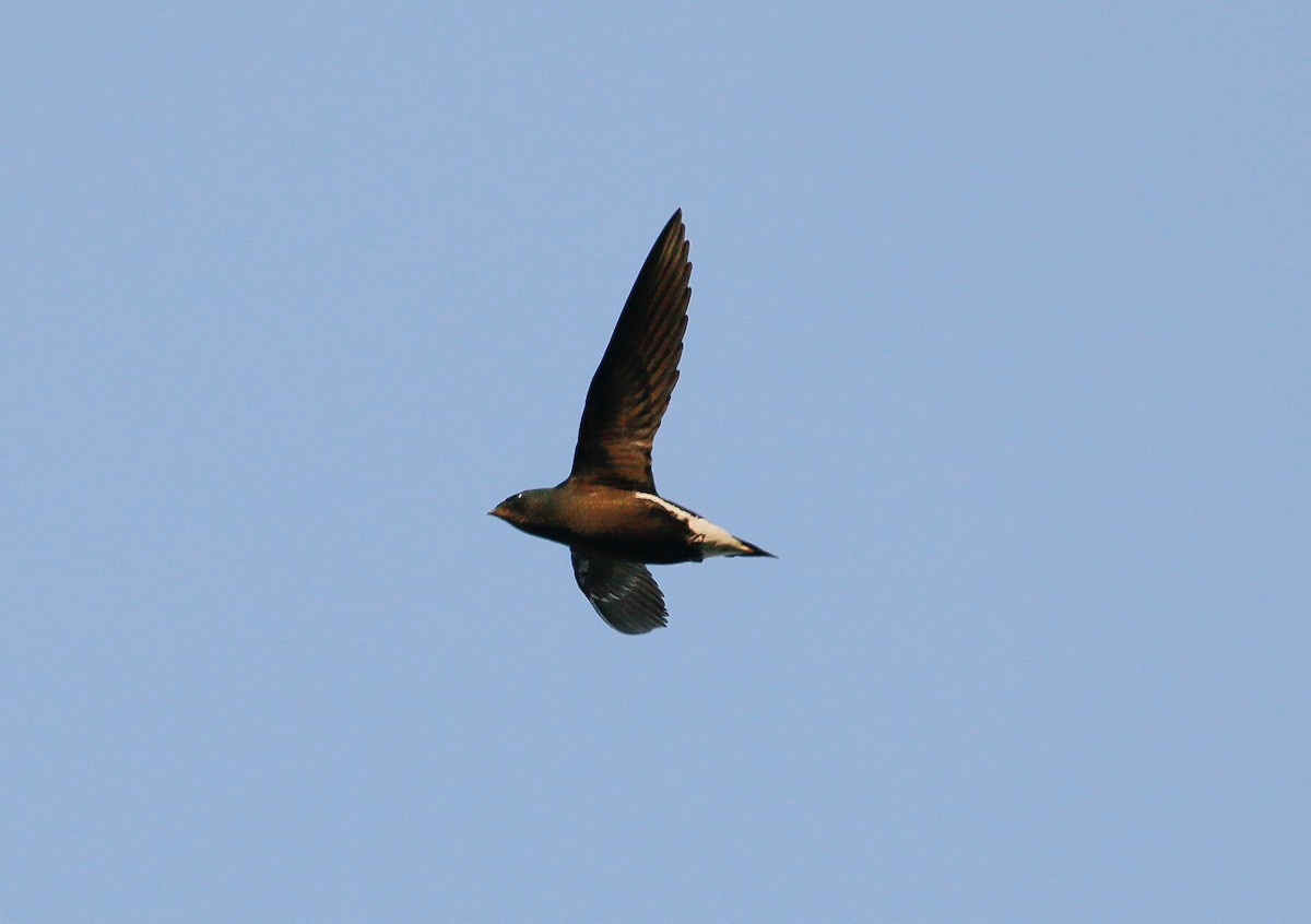 Brown-backed Needletail - ML117982641