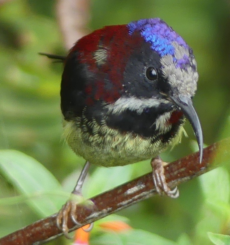 Black-throated Sunbird - Yeo Yee Ling