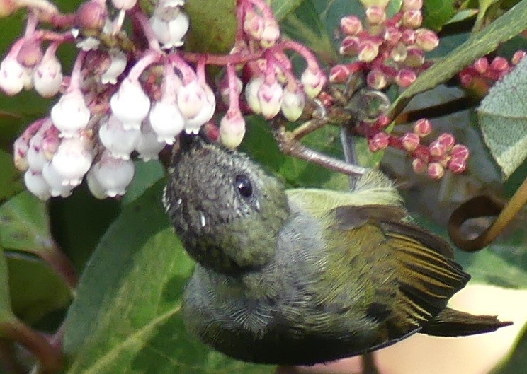 Black-throated Sunbird - Yeo Yee Ling