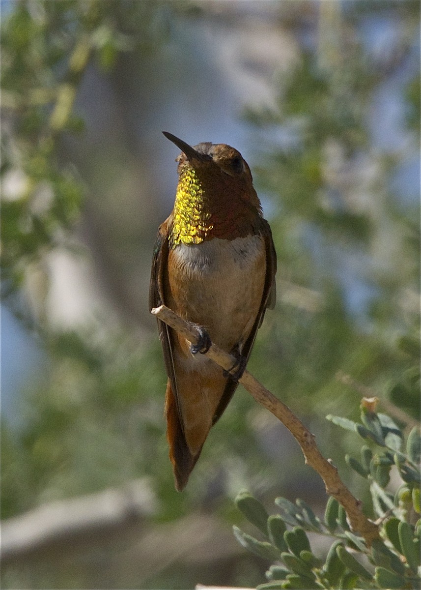Rufous Hummingbird - Tom Locascio