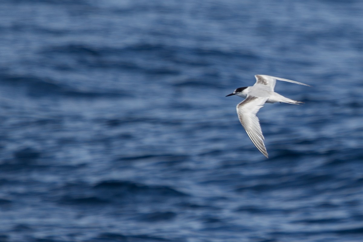 White-fronted Tern - Ramit Singal