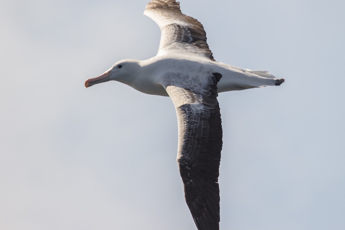 Southern Royal Albatross - Ramit Singal
