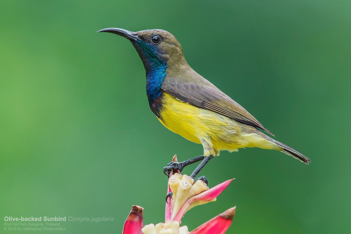 Ornate Sunbird - Natthaphat Chotjuckdikul