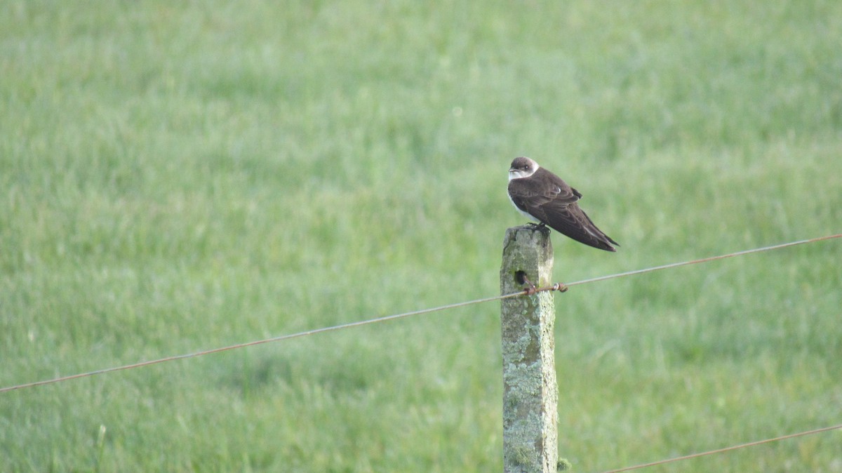 Brown-chested Martin - ML117993861