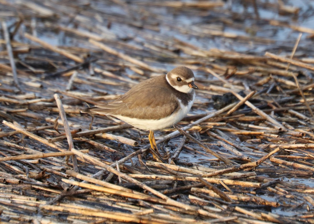 Semipalmated Plover - ML117994331
