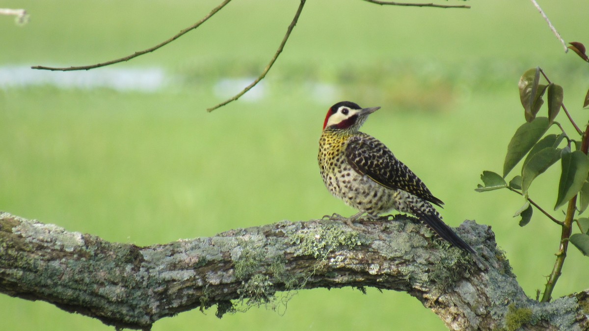 Green-barred Woodpecker - ML117994681