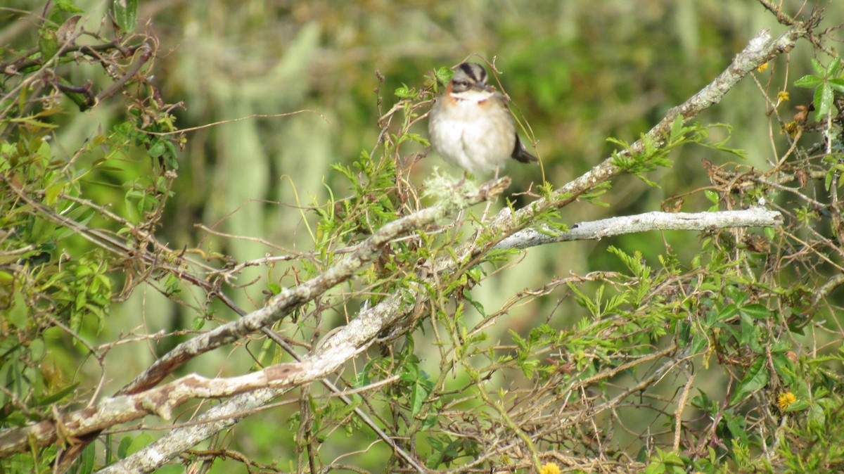 Rufous-collared Sparrow - ML117995021