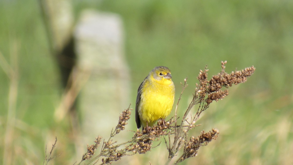 Grassland Yellow-Finch - ML117995031