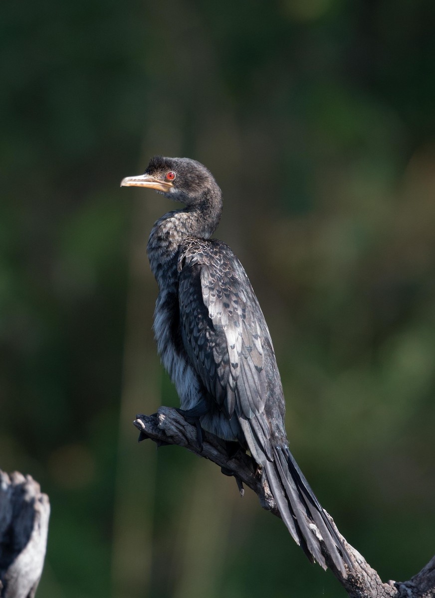 Long-tailed Cormorant - Simon Carter