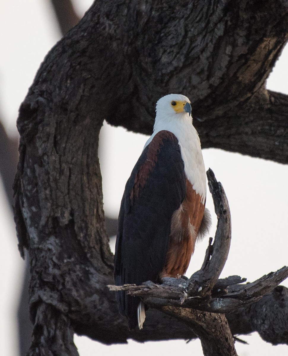 African Fish-Eagle - ML117995801