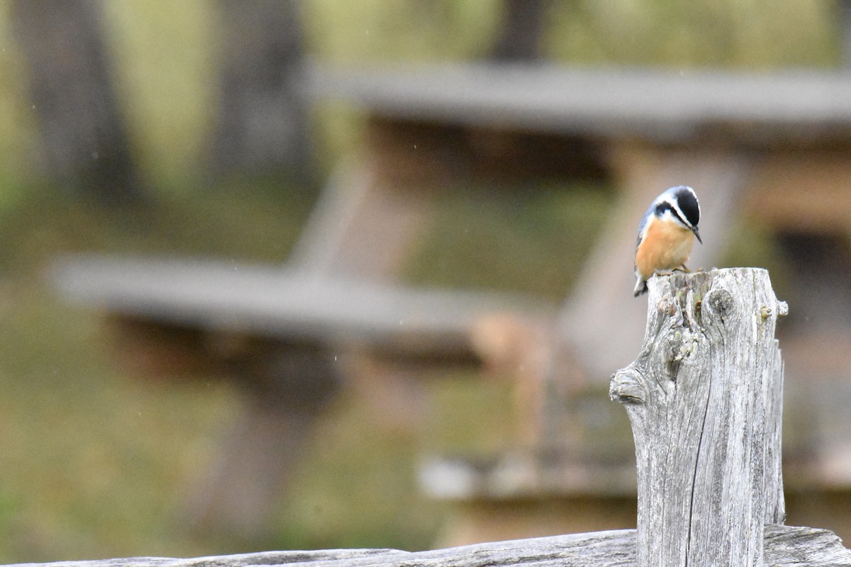 Red-breasted Nuthatch - france dallaire