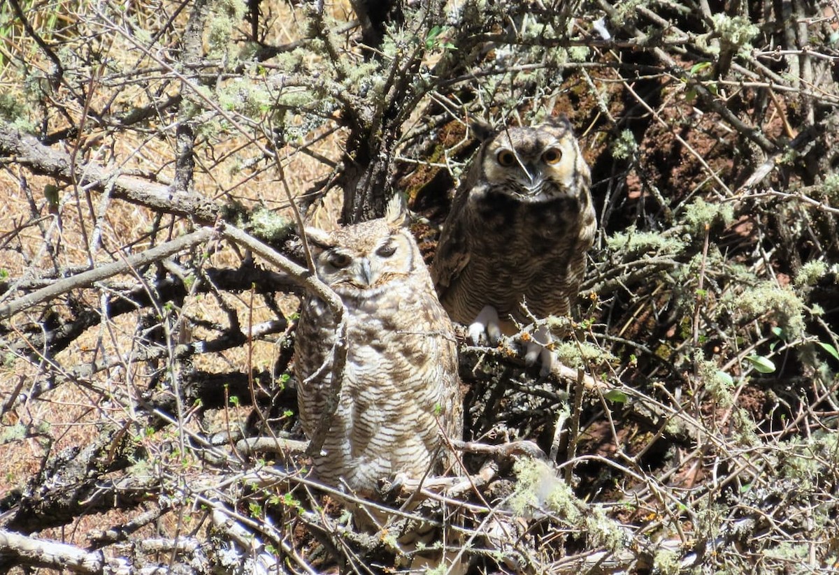 Lesser Horned Owl - ML118000031