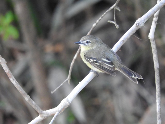 Photos - Amazonian Tyrannulet - Inezia subflava - Birds of the World