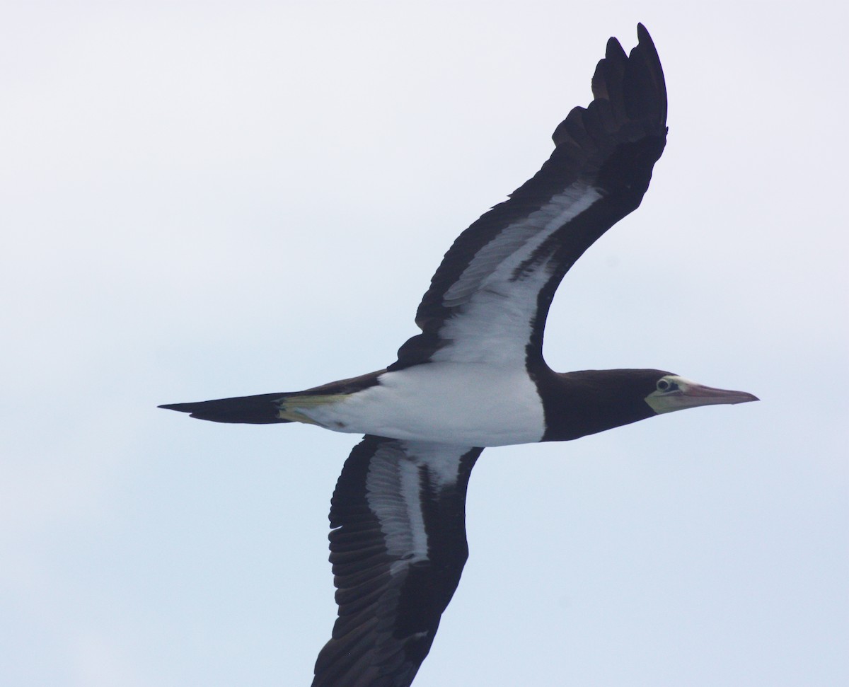 Brown Booby - ML118000761