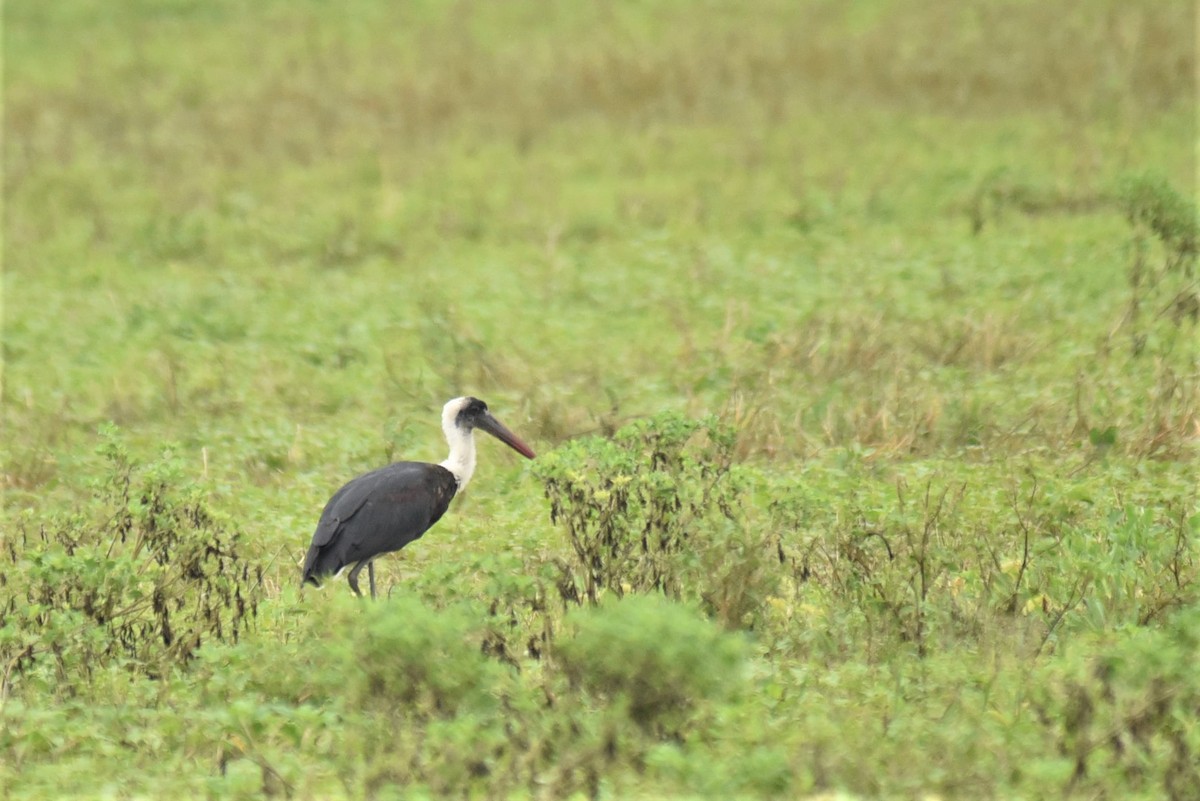 African Woolly-necked Stork - Bruce Mast