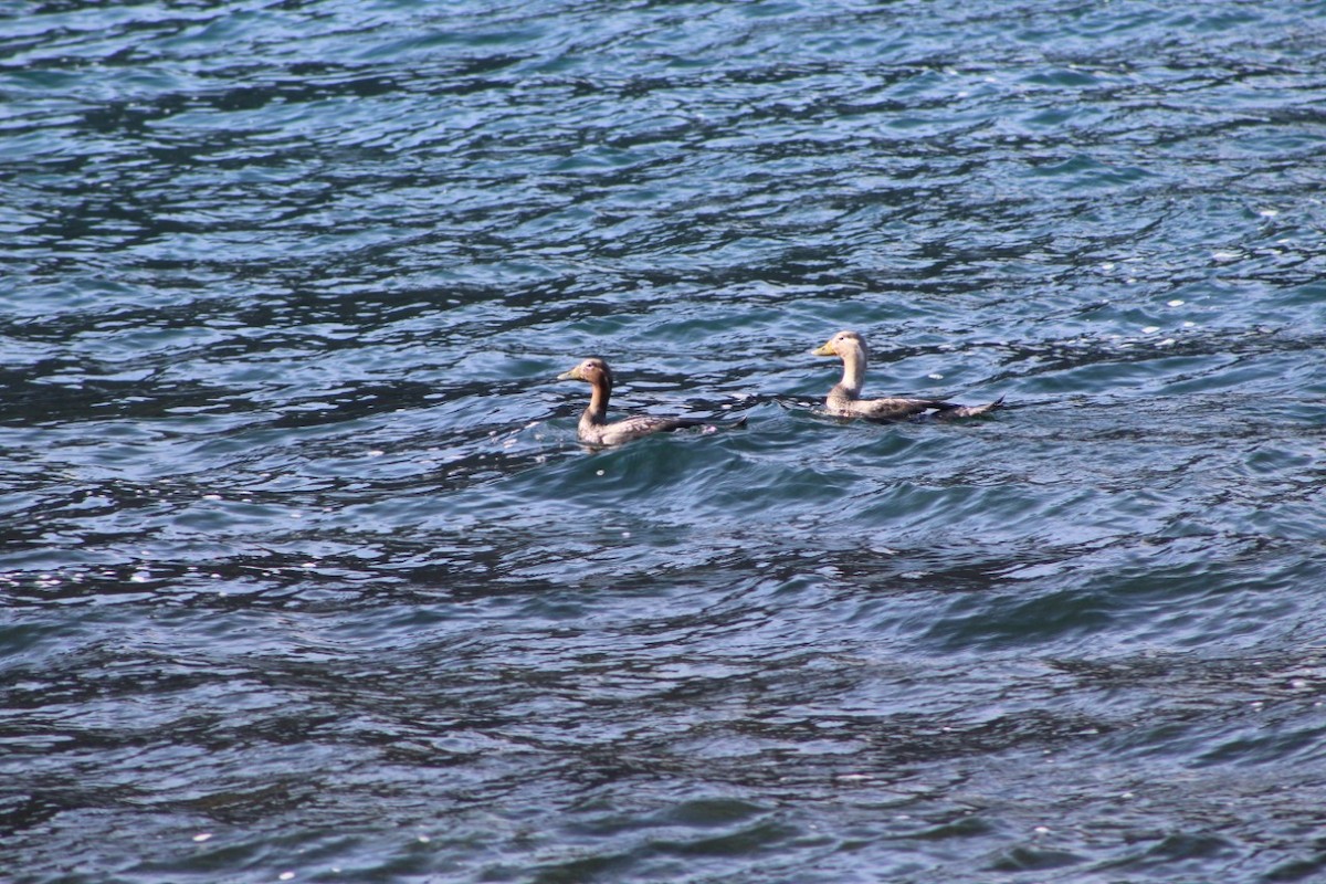 Flying Steamer-Duck - Parque Nacional Lago Puelo