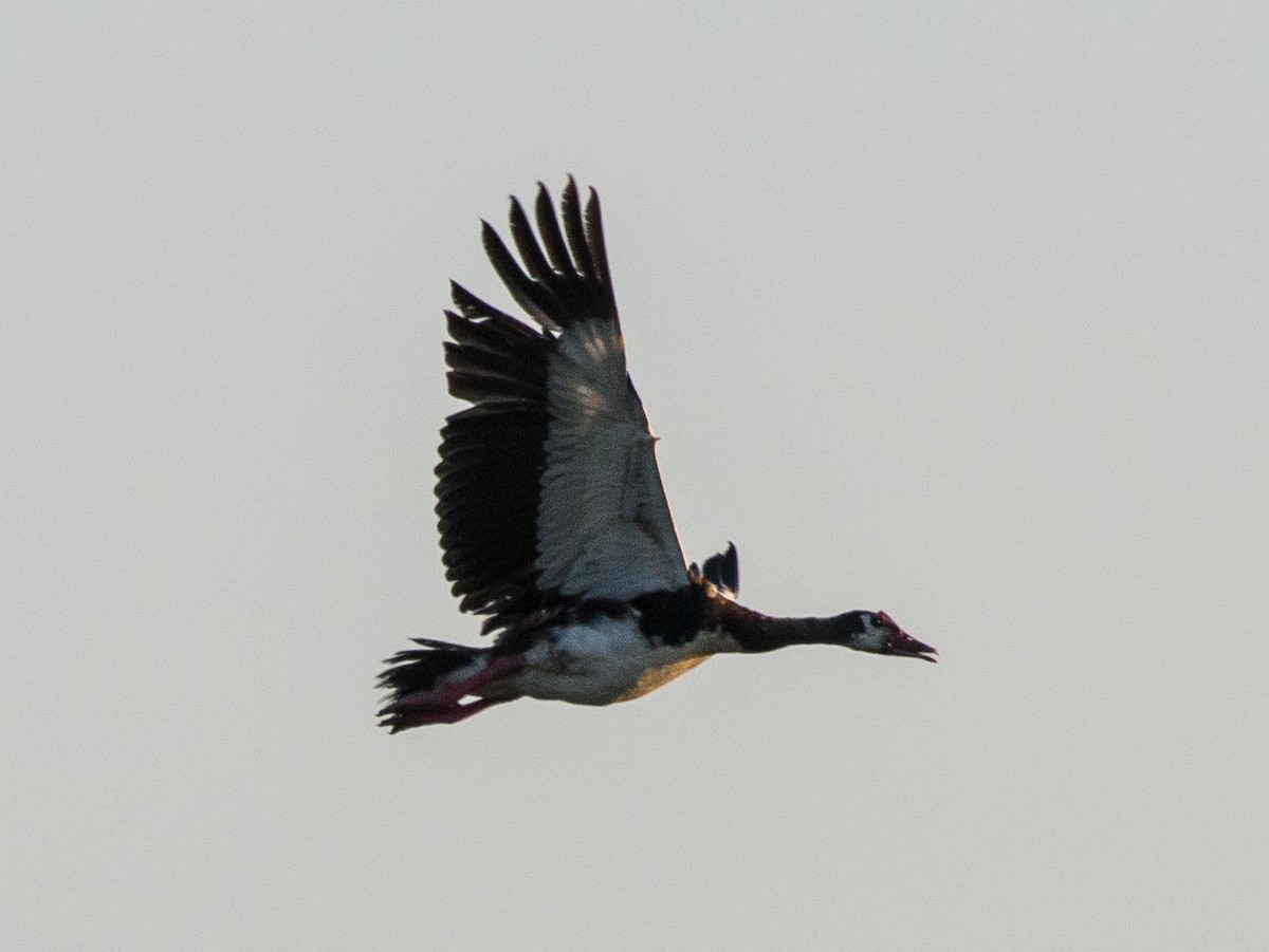 Spur-winged Goose - ML118003131