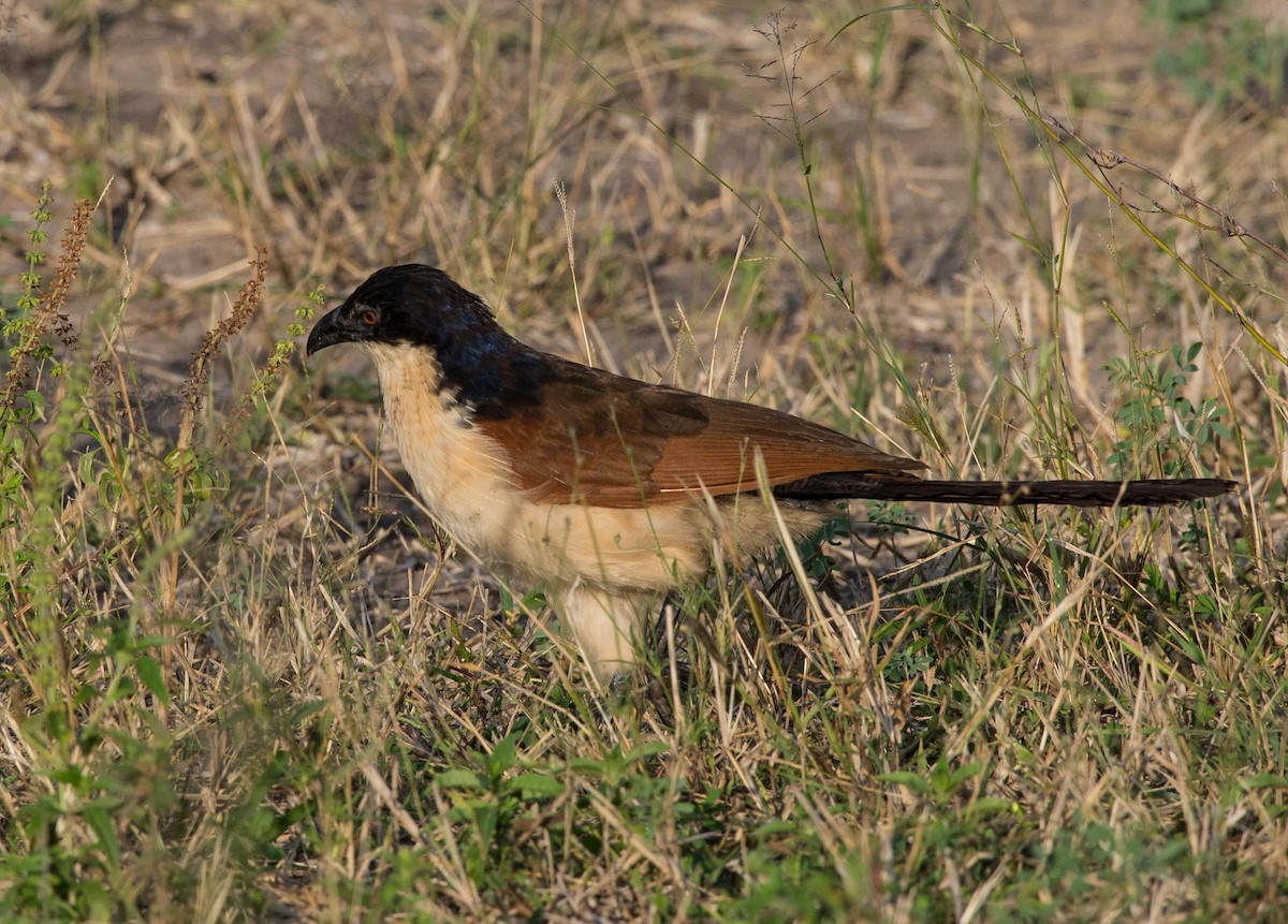 Coppery-tailed Coucal - ML118003161
