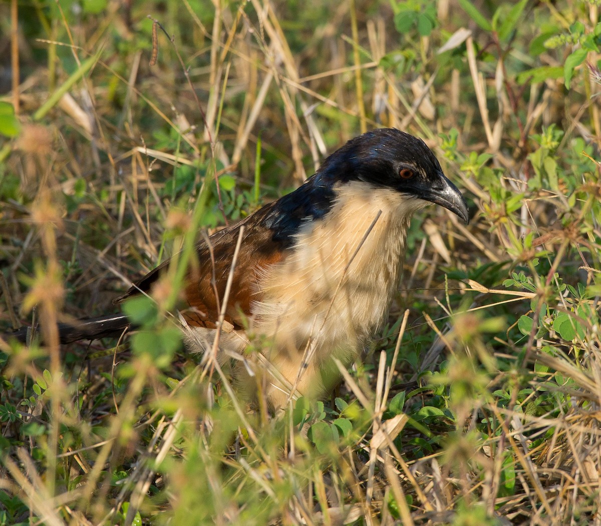 Coppery-tailed Coucal - ML118003171