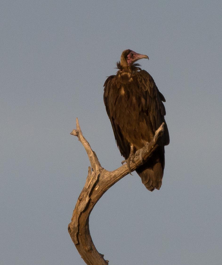 Hooded Vulture - Simon Carter