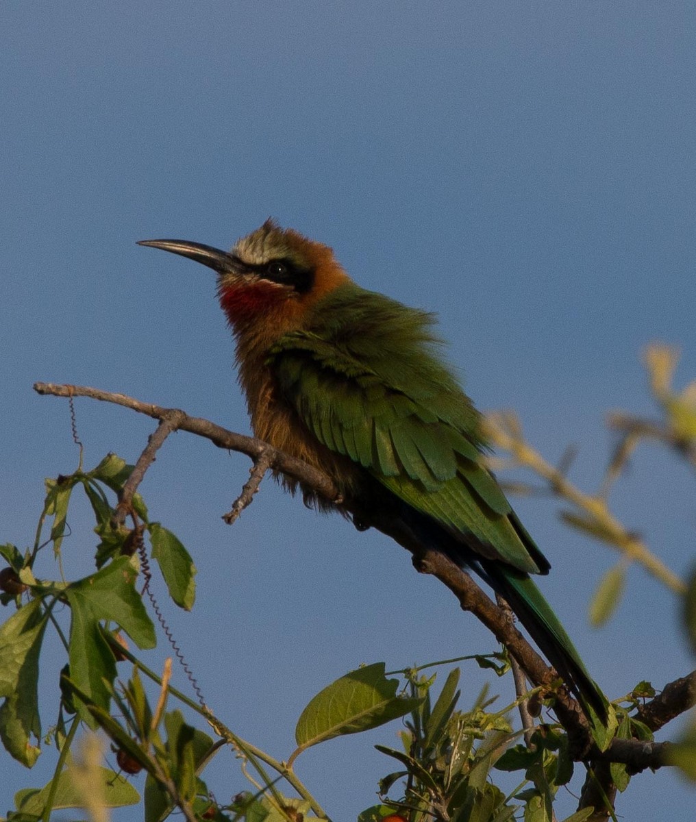 White-fronted Bee-eater - ML118003701