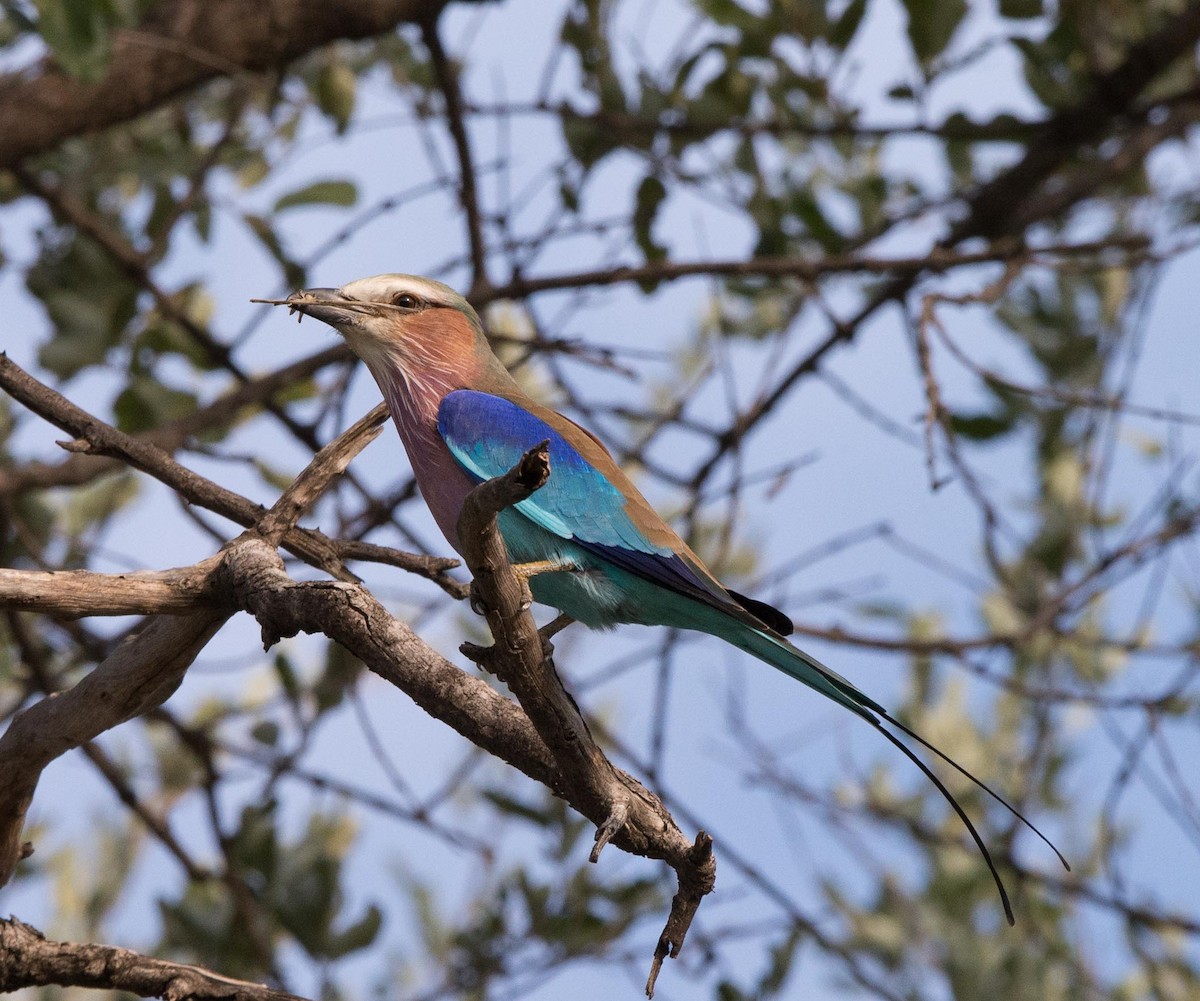 Lilac-breasted Roller - ML118003841