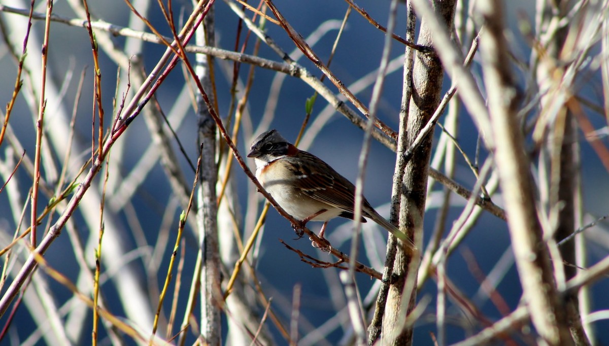 Rufous-collared Sparrow - ML118003901