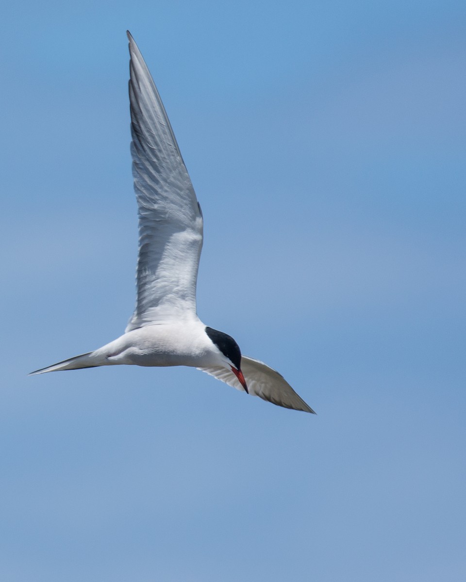 Common Tern - Roy Chatburn