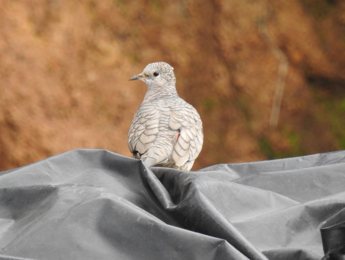 eBird Checklist - 5 Oct 2018 - Volcán de Ipala - 22 species